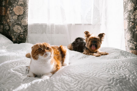 Red-haired Scottish fold cat and yorkshire terrier lying together on the bed. Cats and dogs friendshipの写真素材