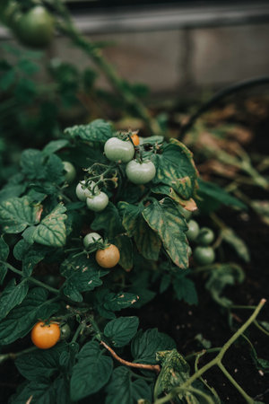 Toned photo close up of yellow cherry tomatoes on vine at greenhouse. Organic mini tomatoes home gardeningの写真素材