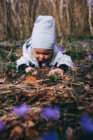 Little girl in violet boots and blue overall lying on the ground in spring forest covered with violet flowers Hepatica nobilis. Preschooler exploring the environmentの写真素材