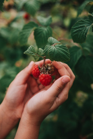 Child hands holding fresh red raspberries on a branch. Fresh harvest. Healthy eating. Natural sweets.の写真素材