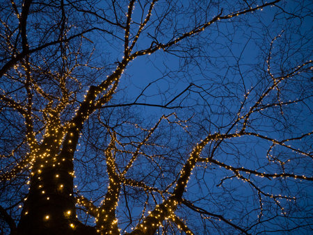 Tree wrapped in lights at night. Christmas outdoor lights, New Year atmosphere.の写真素材
