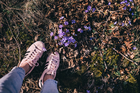Woman legs in pink sneakers by Beautiful Hepatica nobilis wild flowers. Spring moodの写真素材