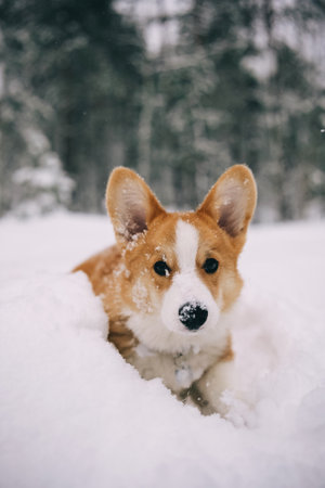 Portrait of adorable welsh corgi pembroke puppy in snowy winter forestの写真素材