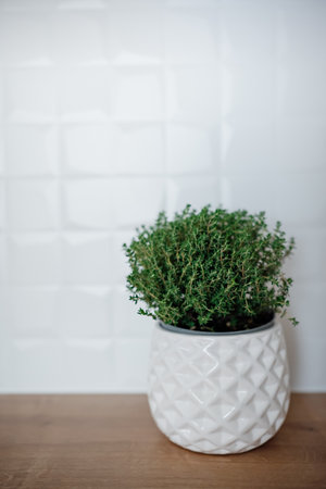 Pot with fresh thyme in kitchen. Scandinavian style, herbs at the kitchen