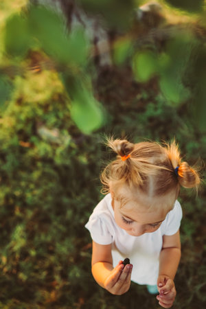2 year old toddler girl eating ripe black mulberries straight from the branch. Healthy lifestyle, summer vacation.の写真素材
