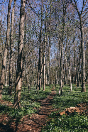 Beautiful White Anemone Flowers Blooming In spring forest in Estonia