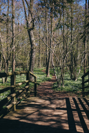 A path going through a spring forest covered with wood anemones. Beautiful view from authentic wooden bridgeの写真素材