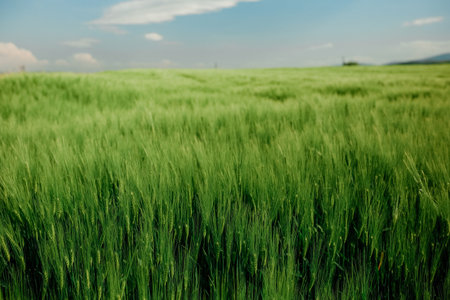 Closeup of green wheat field on sunny day in Turkey. Agricultural landscapeの写真素材