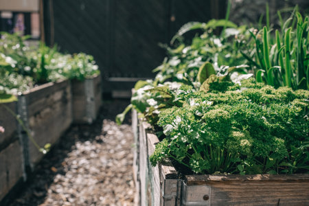 A close-up view of a wooden planter box filled with vibrant green parsley plants. The box is surrounded by other greenery, suggesting a thriving urban garden.の写真素材