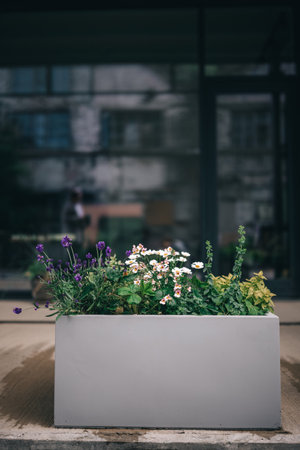 A white planter filled with lavender, daisies, and other greenery sits outside a large window with a blurred cityscape in the background.の写真素材