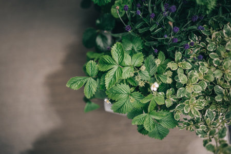 A close-up view of a vibrant pot of strawberries and herbs and plants, showcasing the lush green leavesの写真素材