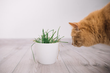 An orange cat sniffs at a pot of green grass on a light wooden surface, showing curiosity and interest.の写真素材