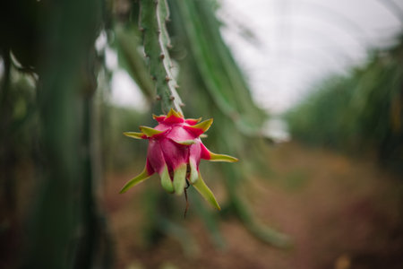 A vibrant dragon fruit flower blooms on a cactus plant in a tropical farm setting at dawn.の写真素材