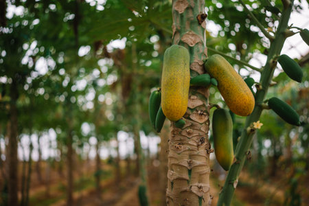 Ripe and unripe papaya fruits hanging from the trunk of green papaya trees in a garden.の写真素材
