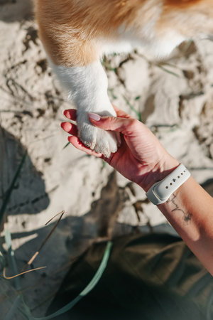 Corgi is giving paw to the woman. Dogs paw in humans hand. Domestic pet.の写真素材