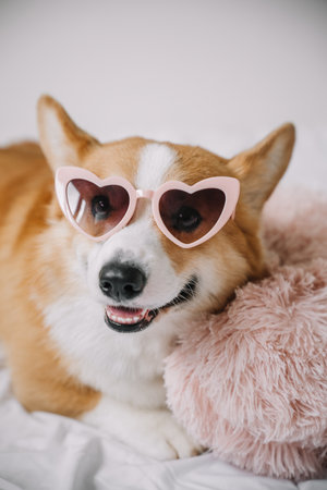 Corgi with cute heart-shaped sunglasses enjoys a moment of relaxation on a soft pillow indoors.の写真素材