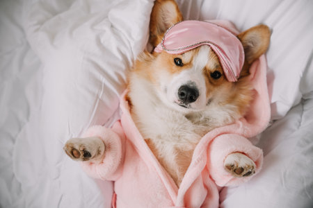 A happy corgi wearing a pink robe and sleep mask lounges comfortably on a soft bed, enjoying leisure time.の写真素材