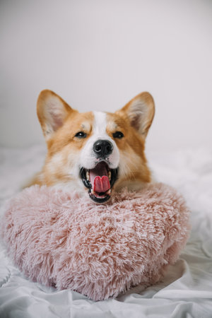 A happy corgi with its mouth open is lounging on a soft, pink pillow with a cozy indoor background.の写真素材