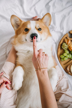 A corgi is happily engaged with a persons hand making a playful gesture while relaxing at home.の写真素材