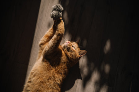 An orange cat playfully holds a toy close, showcasing its energetic and curious nature in soft light.の写真素材