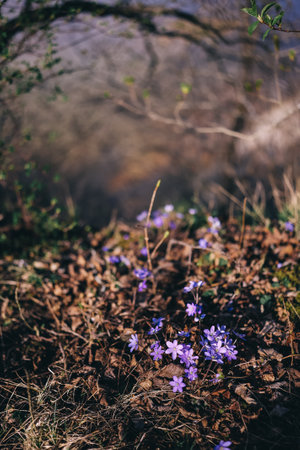 Beautiful floral background of Hepatica nobilis wild flowers blossom in spring meadow by the sea. Early spring flowering. Beautiful floral background.の写真素材