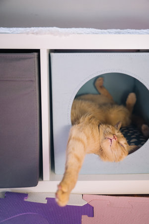 A playful orange cat stretches out in a cozy blue box, showcasing its relaxed demeanor in a home environment.の写真素材