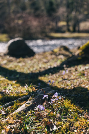 Delicate wildflowers flourish on the ground near a gently flowing river under soft sunlight in springtime.の写真素材