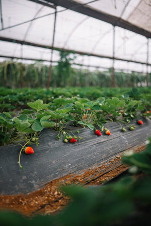 Rows of strawberry plants flourish in a greenhouse, showcasing ripe and unripe berries surrounded by green foliage.の写真素材