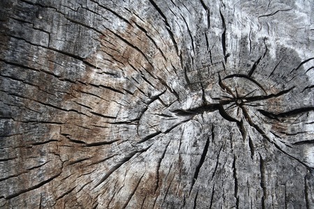 wood textureの写真素材