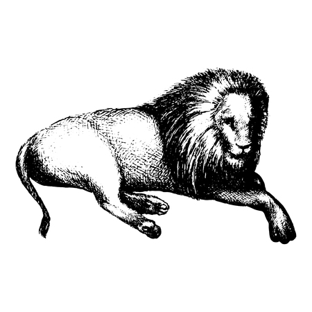 Hand drawn sketch of lion isolated on white background.のイラスト素材
