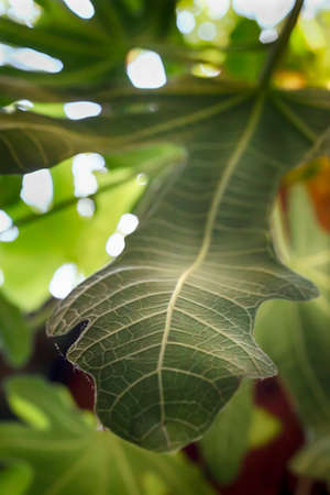 Leaf of a fig hanging on a branch on sunlit