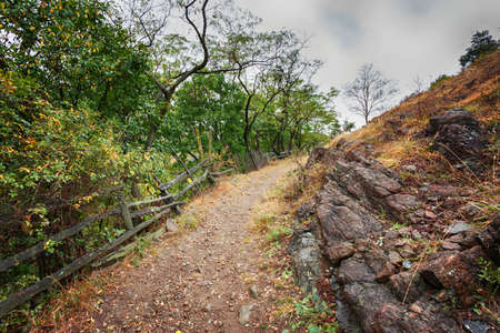 Dirty ground road through a forest on the mount slopeの写真素材