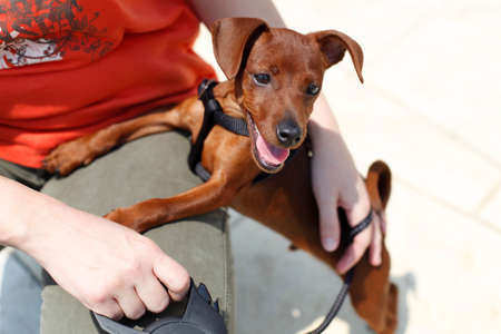 Stag red Miniature Pinscher Dog with uncropped ears wants to playの写真素材