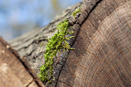 Extreme close up of edge of tree trunk log covered with moss. Green moss growing on log.