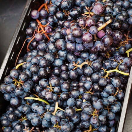 Fresh ripe grape with drops. Macro. Food background. Dark grape. Blue grape. Wine grape.