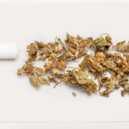 Preparing a cannabis joint with tobacco and rolling paper with marijuana bud on white background....