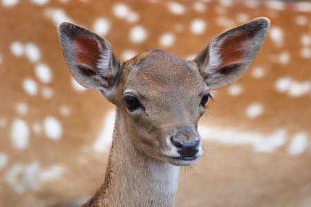 The head of the mouflon calf (Dama dama)の写真素材
