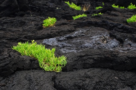 The isolated life on black lava fieldの写真素材