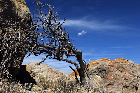 The dry trunk on the rocky hillの写真素材