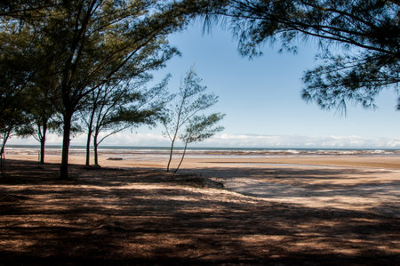 Trees on the beach with the sea in the backgroundの写真素材