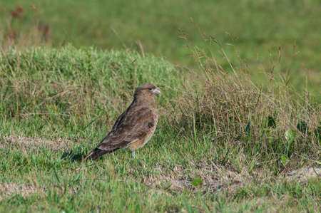 Bird of prey inn on the grass
