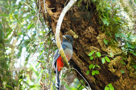 SurucuÃ¡ landed on a tree branch in Brazilの写真素材