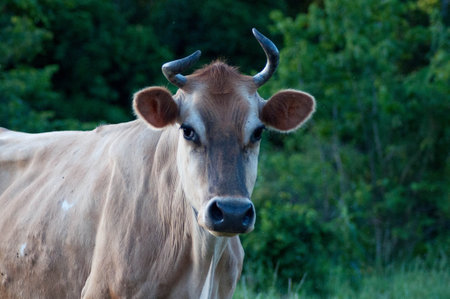 curious jersey cow in pasture in Brazil