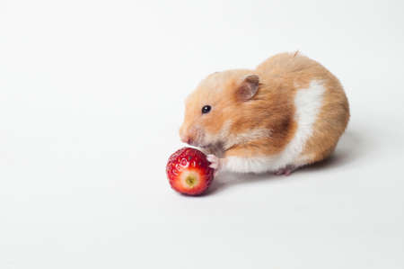 Syrian hamster eating strawberry whit whit backgroundの写真素材