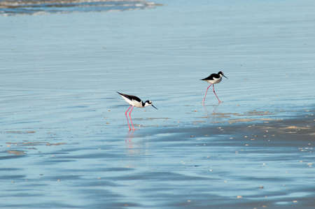 white-backed mosquito in the waterの写真素材