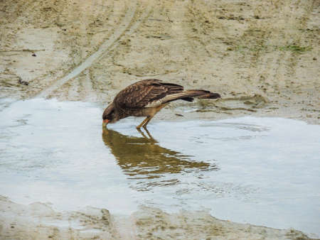 hawk taking water in a puddleの写真素材