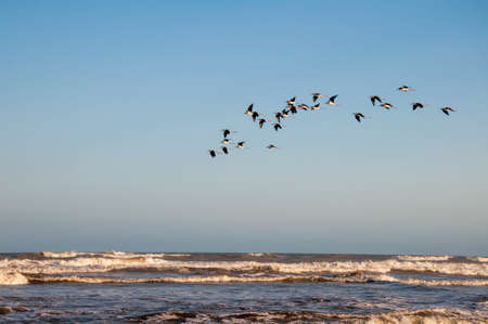 Seagulls flying with blue sky in the background in Arroio do Sal, Brazilの写真素材