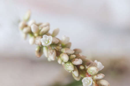 Macro wildflower photography in springの写真素材