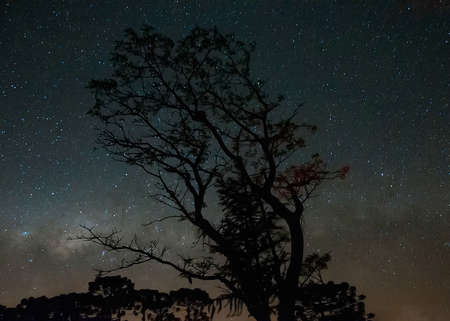 Photograph of a tree silhouette with milky way in backgroundの写真素材
