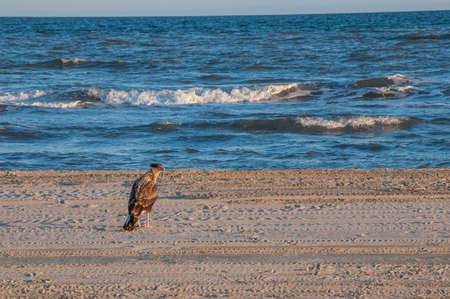 CarcarÃ¡ landed on the seafront looking curious